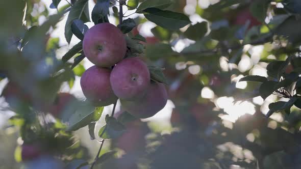 Sun flares off the lens and lights up the clusters of red, ripe apples on an apple tree.