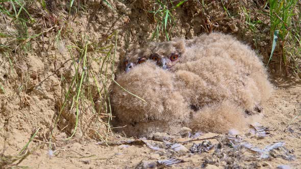 Eagleowl Nestlings in Steppe Nest