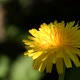 }Dandelion Swinging In Breeze Slow Motion - VideoHive Item for Sale