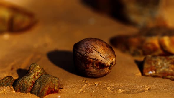 Coconut on Sand Beach at Sunset