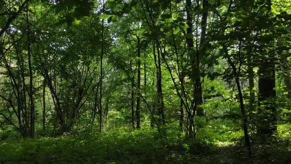 Natural Landscape in the Forest During the Day