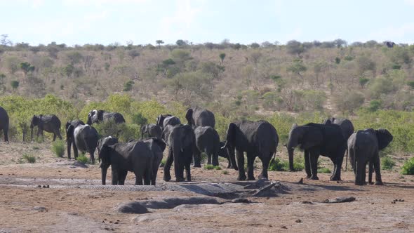 Herd of African Bush elephants around a dry waterhole