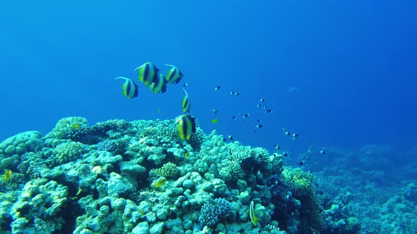 Butterfly Fish (Heniochus Intermedius) Close Up in the Red Sea Slow Mo