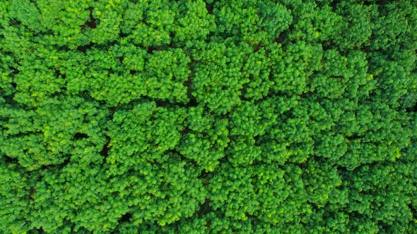 Beautiful tropical rubber trees plantation. 4K