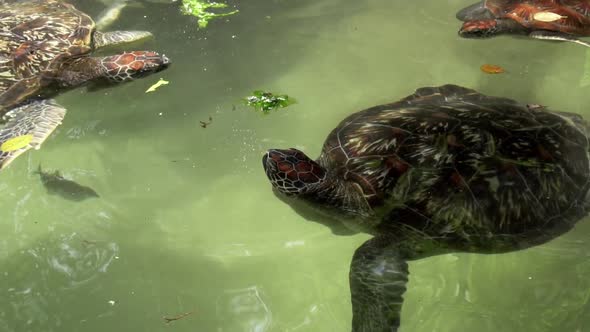 Slow motion clip of a sea turtles fighting for a peace of lettuce. Shot above the sea level.