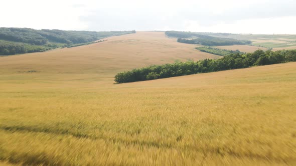 the Flight of the Drone Over the Agricultural Field with the Yellow Wheat Crop