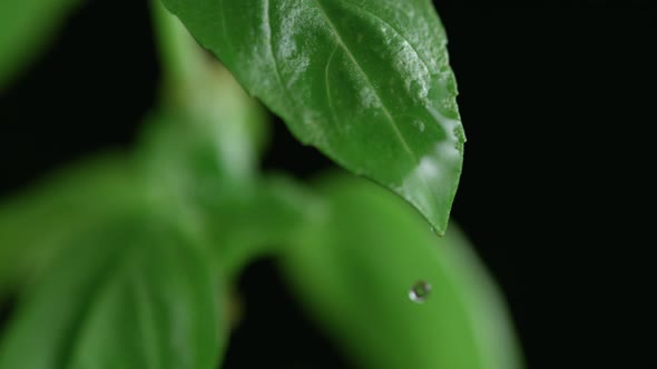 Water drop on basil leaf. Slow Motion. alt