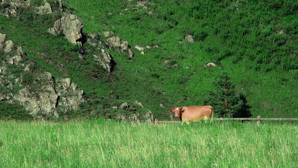 Cattle Grazing in the Field