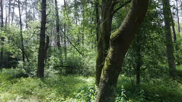 Beautiful Green Forest on a Summer Day Slow Motion