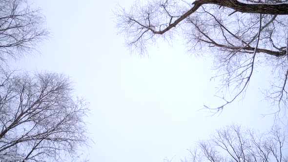 The Forest in Winter