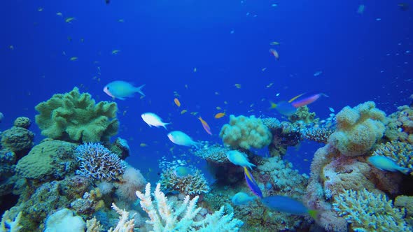 Underwater Colourful Scenery