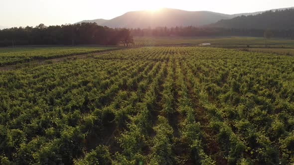 Aerial flight over beautiful vineyard landscape in Kvareli, Georgia