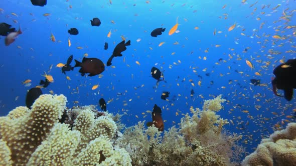 Coral Reefs Seascape