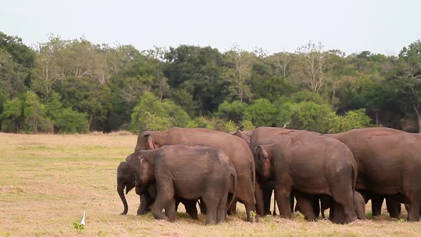 Asian Elephant in Minnerya national park, Sri Lanka