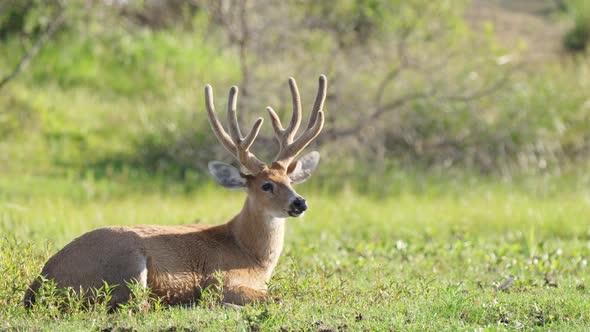 Wildlife close up shot of a calm marsh deer, blastocerus dichotomus sitting and resting on a grassy