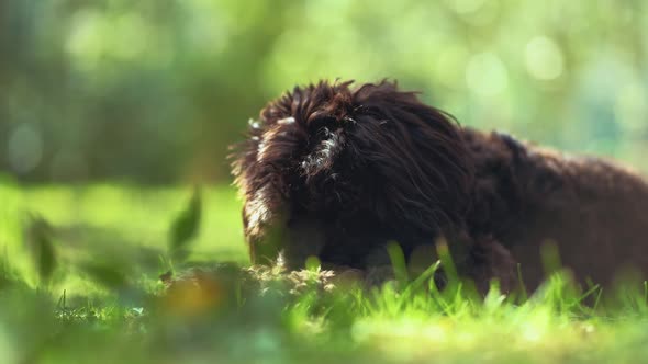 Little baby dog puppy is sitting and playing in a sunny garden with green grass and trees. Happy fri