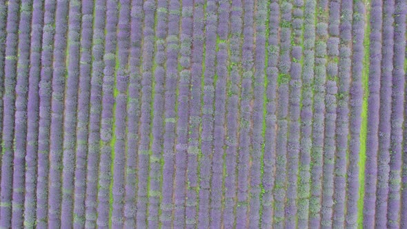 Top down View Lavender Field Purple Flowers Beautiful Agriculture.