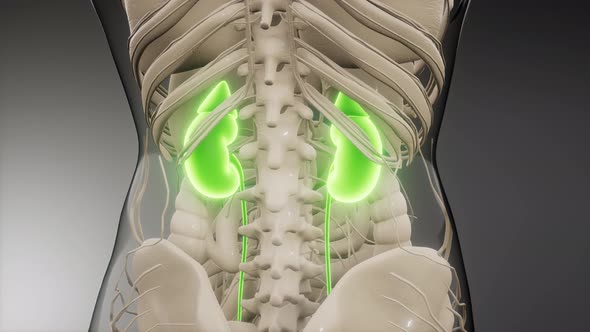 Medically Accurate Illustration of the Kidneys