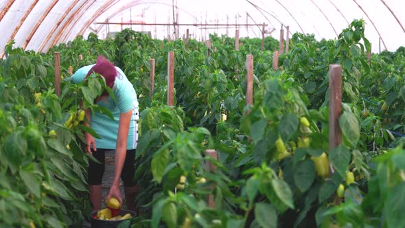 Young Female Farmer Harvesting Bell Peppers