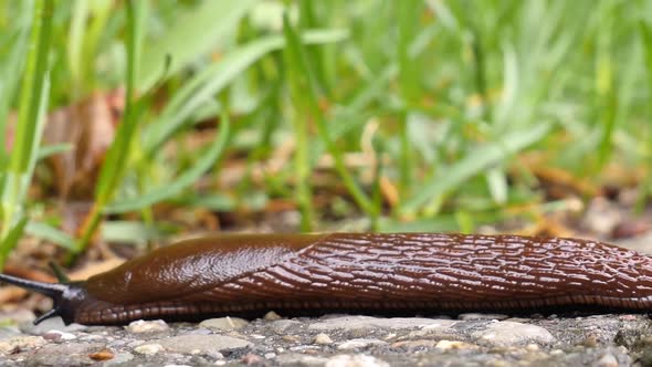 A brown slug creeps from the right side over a gravel road and exits on the left side, macro shot, e