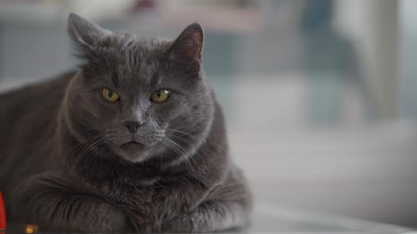 Big Gray Cat with Yellow Eyes Sitting on the Wooden Table Face of an Adult Gray Cat Closeup