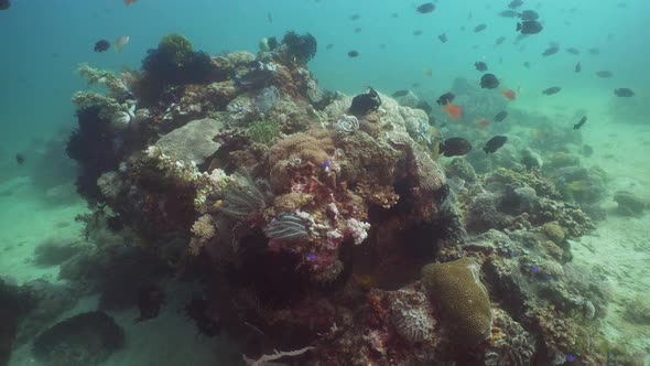 Coral Reef and Tropical Fish. Philippines, Mindoro