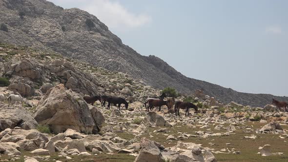 Wild Horses and Mules Herd
