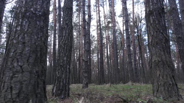 Trees in a Pine Forest During the Day Aerial View