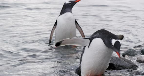 MS Gentoo Penguin (Pygoscelis papua) chicks wading in shallow water / Cuverville Island, Antarctica