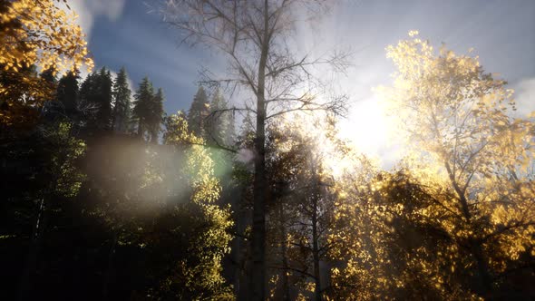 Sun Beams Through Trees