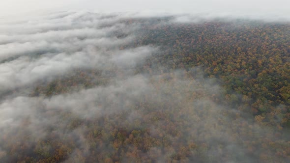 Dense Colorful Forest Covered with Fog Aerial View of the Beautiful Natural Landscape
