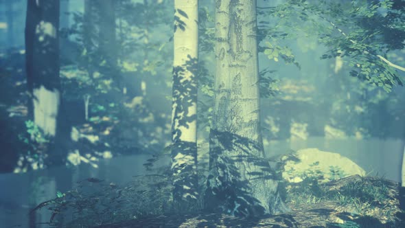 Sunrays in a Forest on a Hazy Morning alt