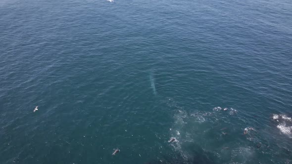 Aerial of whale exiting sardine bait ball, expels water via blowhole