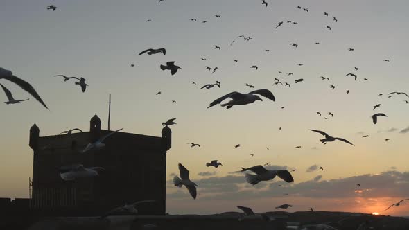 Seagulls Flying in the Sunset Rays in Essaouira, Morocco. FHD