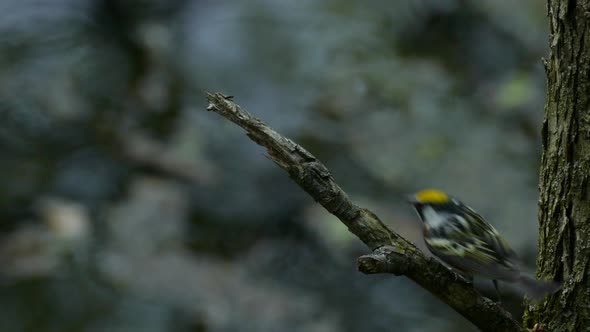 Yellow rumpled warbler Setophaga Coronata bird sitting on broken tree branch overlooking rainy river