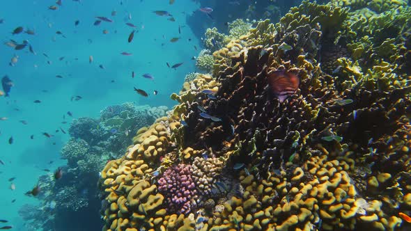 Underwater Coral Reef