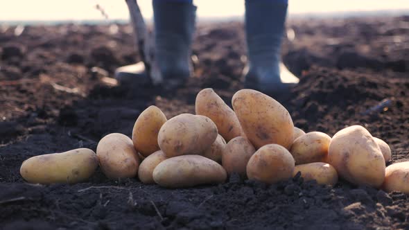 Farmer Digging Up the Potatoes Crop