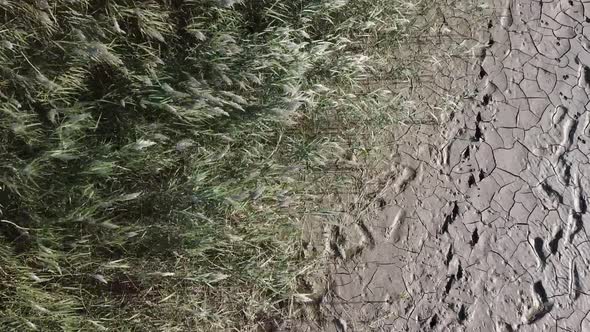 Top View Dry Shore Full of Clay of Dried Up Sea Global Warming and Drought Concept