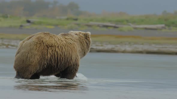 Grizzly Bear Walking Through Water Away From Camera