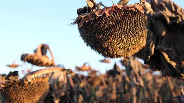 Drought and Agricultural Crops