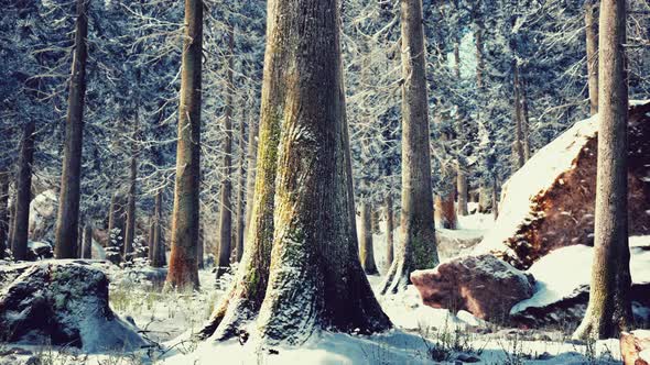 Winter Calm Forest at Sunny Day