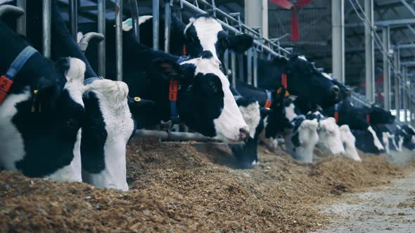 Cows are Eating Hay in the Cowhouse