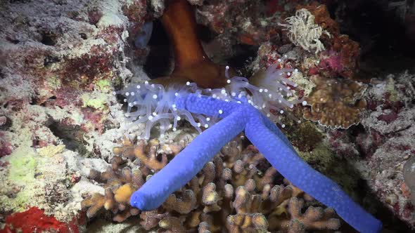 White Sea anemone catching blue starfish on coral reef at night wide angle shot and zoom in