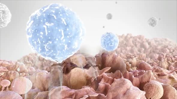 macrophage destroys tumor cells