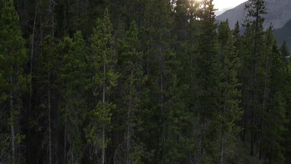 4k drone footage of vast coniferous forests covering the high mountains of Kananaskis Country.  Fast
