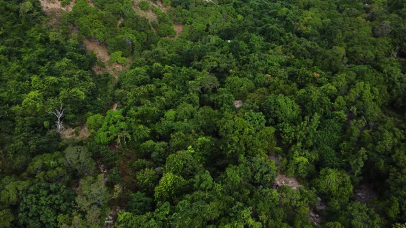 Aerial flyover tropical forest trees at Nui Chua National Park in Vietnam during sunny day