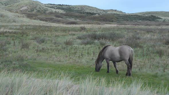 Konik horse keeping vegetation low in migrating birds wetland reserve