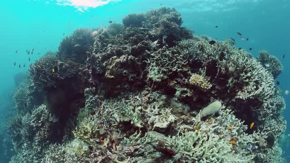 Coral Reef and Tropical Fish. Bohol, Philippines.  Video.