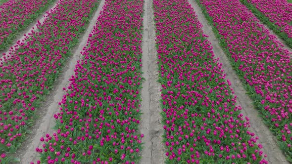 Lush Purple Tulips aligned in rows in northern Holland, Low pass aerial.