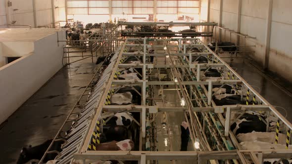 Cow milking parlor.